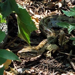 serpent serpiente Snake Python piton Pythonidae serpiente Snake Python piton serpent Pythonidae Rock_python_crop