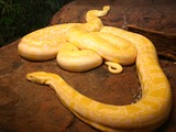 serpent serpiente Snake Pythonidae Python piton serpiente Pythonidae serpent piton Python Snake Albino_burmese_pythons