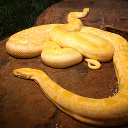 serpent serpiente Snake Pythonidae Python piton serpiente Pythonidae serpent piton Python Snake Albino_burmese_pythons