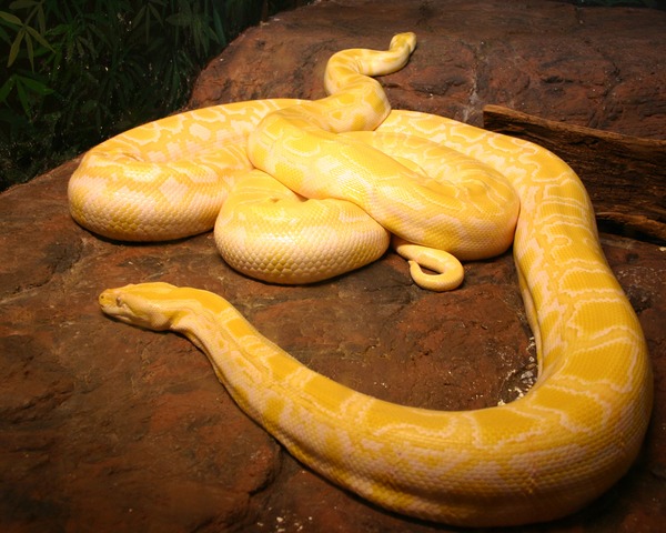 serpent serpiente Snake Pythonidae Python piton serpiente Pythonidae serpent piton Python Snake Albino_burmese_pythons