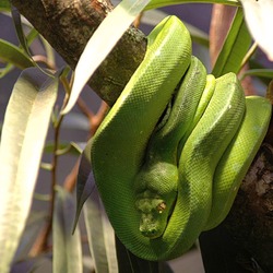 serpent serpiente Snake piton Python Pythonidae serpent serpiente Pythonidae Snake piton Python Gruene_baumpython