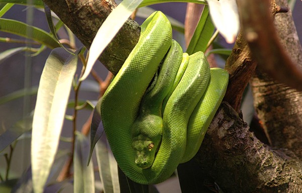 serpent serpiente Snake piton Python Pythonidae serpent serpiente Pythonidae Snake piton Python Gruene_baumpython