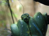 serpiente Python Snake Pythonidae piton serpent Snake Pythonidae serpiente piton serpent Python Melbourne_Zoo_python
