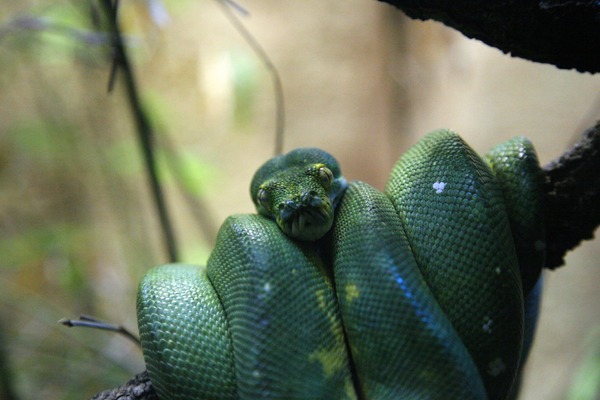 serpiente Python Snake Pythonidae piton serpent Snake Pythonidae serpiente piton serpent Python Melbourne_Zoo_python