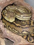serpiente Python piton Snake Pythonidae serpent serpiente piton Python serpent Pythonidae Snake Pythonidae Snake serpiente piton Python serpent Australian-Carpet-Python