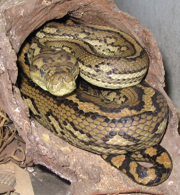 serpiente Python piton Snake Pythonidae serpent serpiente piton Python serpent Pythonidae Snake Pythonidae Snake serpiente piton Python serpent Australian-Carpet-Python