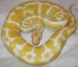 Reptiles