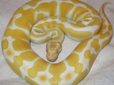 serpiente Snake piton serpent Pythonidae Python Snake Python piton serpent serpiente Pythonidae Albino_ball_python