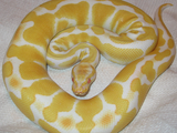 serpiente Snake piton serpent Pythonidae Python Snake Python piton serpent serpiente Pythonidae Albino_ball_python