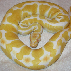 serpiente Snake piton serpent Pythonidae Python Snake Python piton serpent serpiente Pythonidae Albino_ball_python