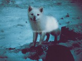 Arctic Fox Polar Picture Alopex lagopus cub