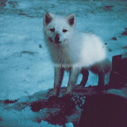 Arctic Fox Polar Picture Alopex lagopus cub