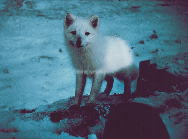 Arctic Fox Polar Picture Alopex lagopus cub
