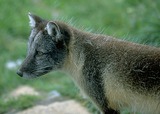 Arctic Fox Photo Gallery