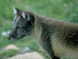 Arctic Fox Polar Picture Summer