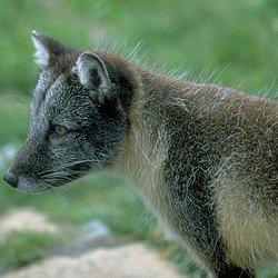 Arctic Fox Polar Picture Summer