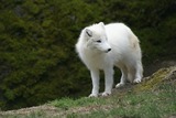 Arctic Fox Photo Gallery