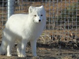 Arctic Fox Polar Picture White zoo Vulpes lagopus (2)