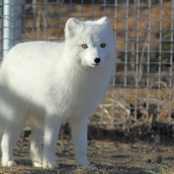 Arctic Fox Polar Picture White zoo Vulpes lagopus (2)