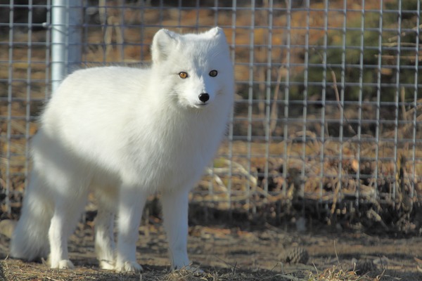 Arctic Fox Polar Picture White zoo Vulpes lagopus (2)