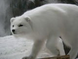 Arctic Fox Photo Gallery