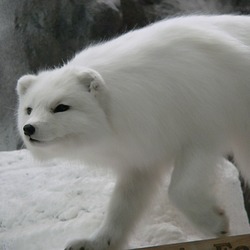 Arctic Fox Polar Picture beautiful clean Vulpes lagopus