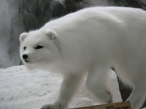 Arctic Fox Polar Picture beautiful clean Vulpes lagopus