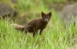 Arctic Fox Photo Gallery