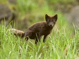 Arctic Fox Polar Picture brown cub pup