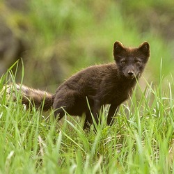 Arctic Fox Polar Picture brown cub pup