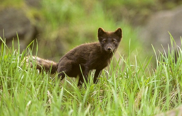 Arctic Fox Polar Picture brown cub pup