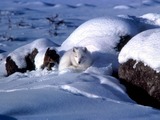 Arctic Fox Polar Picture coiled white snow