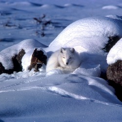 Arctic Fox Polar Picture coiled white snow
