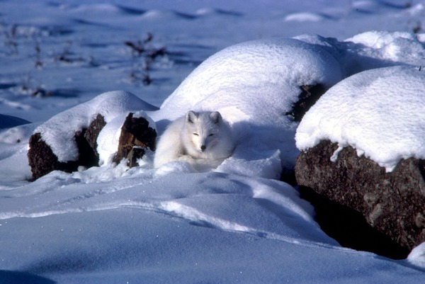 Arctic Fox Polar Picture coiled white snow