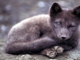 Arctic Fox Polar Picture cub greysummer coat