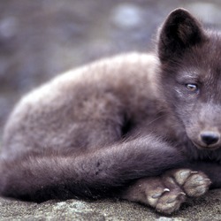 Arctic Fox Polar Picture cub greysummer coat