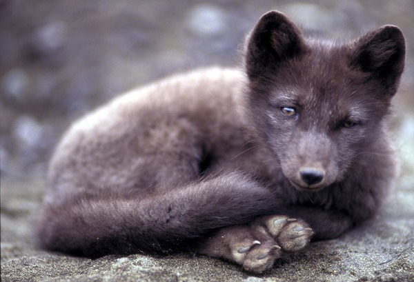 Arctic Fox Polar Picture cub greysummer coat