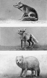 Small Land Mammals