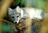 Arctic Fox Photo Gallery