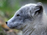 Arctic Fox Polar Picture grey cub Vulpes lagopus