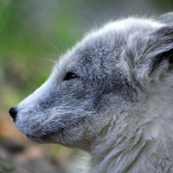 Arctic Fox Polar Picture grey cub Vulpes lagopus