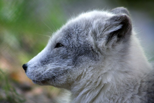 Arctic Fox Polar Picture grey cub Vulpes lagopus