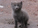 Arctic Fox Polar Picture grey snow Vulpes lagopus