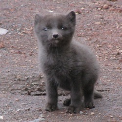 Arctic Fox Polar Picture grey snow Vulpes lagopus