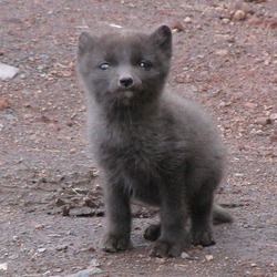 Arctic Fox Polar Picture grey snow Vulpes lagopus