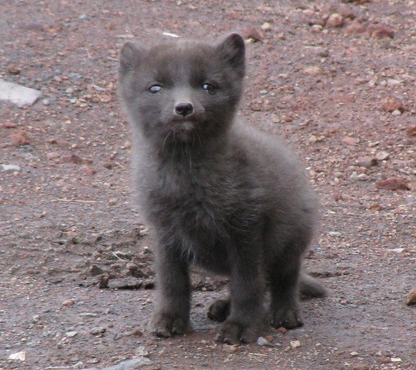 Arctic Fox Polar Picture grey snow Vulpes lagopus