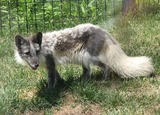 Arctic Fox Photo Gallery