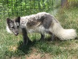 Arctic Fox Polar Picture shedding Vulpes lagopus