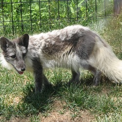 Arctic Fox Polar Picture shedding Vulpes lagopus