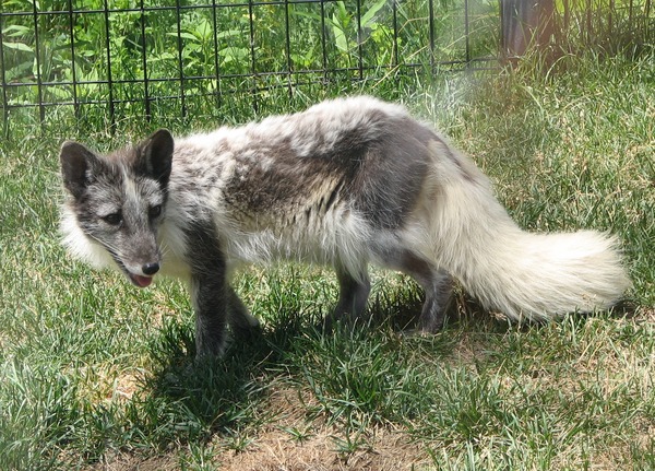 Arctic Fox Polar Picture shedding Vulpes lagopus